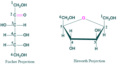 Fischer and Haworth Projection of Fructose