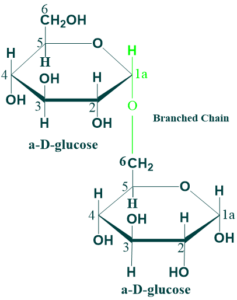 Isomaltose is disacchride