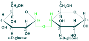 Maltose is disaccharides.