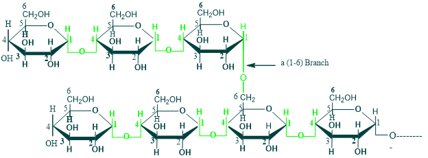 Structure of amylopectin(Polysaccharides)