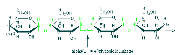 Structure of amylose(Polysaccharides)