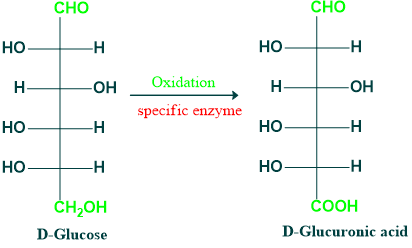 Oxidation of glucose into uronic acid