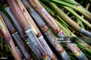 Sugarcane stock