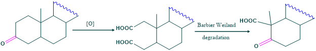 position of angular methyl group in cholesterol