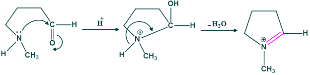 Step 01 Mechanism of hygrine formation