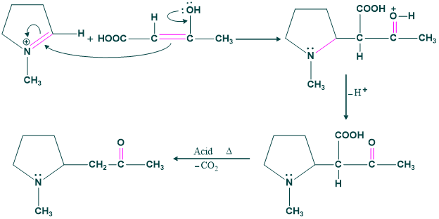 Step 03 mechanism of hygrine formation