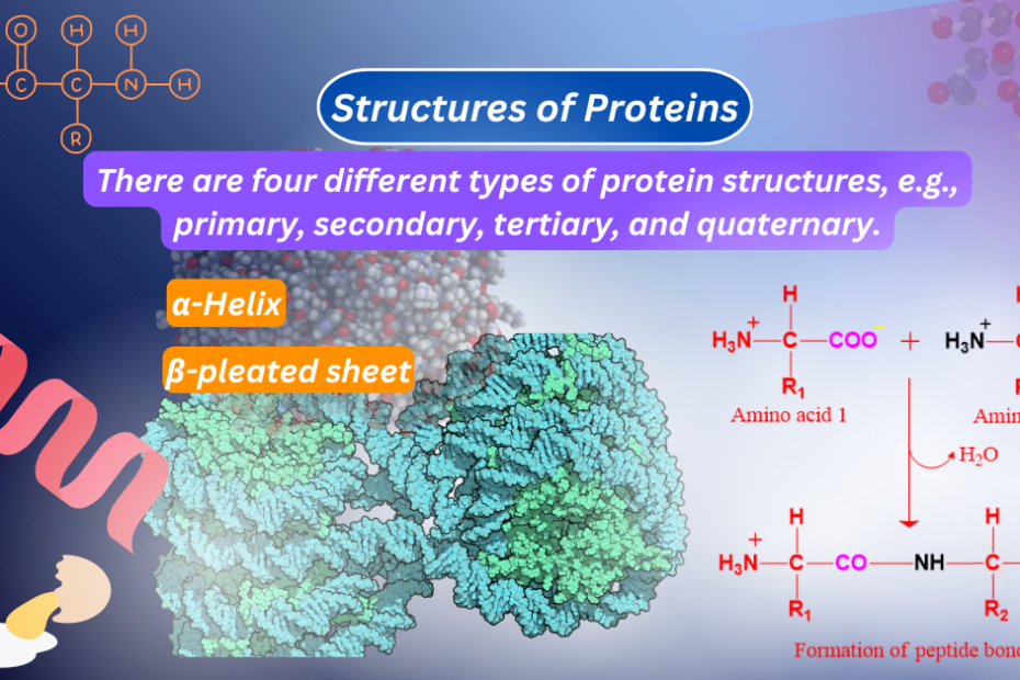 Feature image of Structures of Proteins