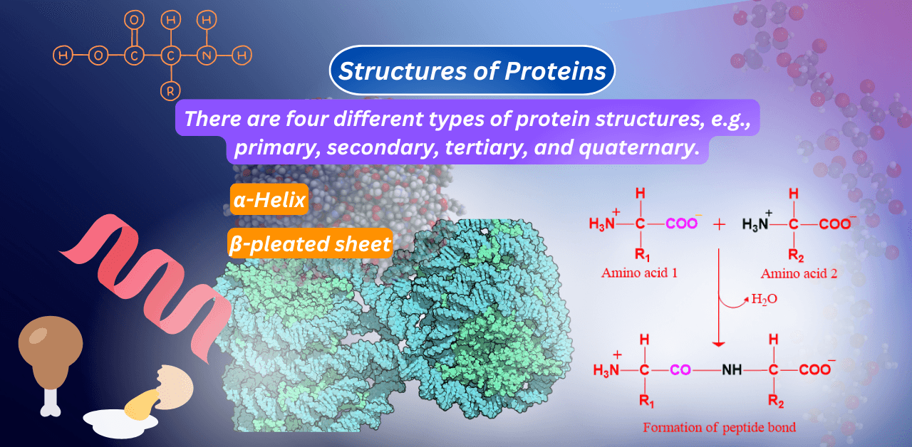 Structures of Proteins | 4 types- Primary, Secondary, Tertiary