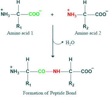 Formation of Peptide bond