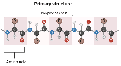 Primary Structures of proteins