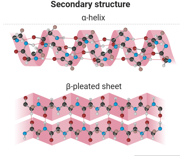 Secondary Structure of Proteins