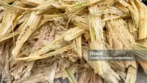 bagasse 