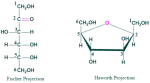 fischer and haworth projection of fructose