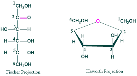 fischer and haworth projection of fructose