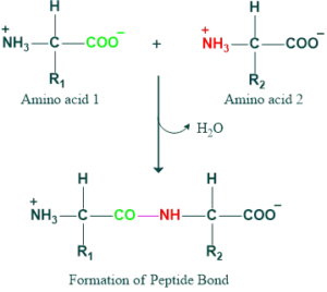 formation of peptide bond