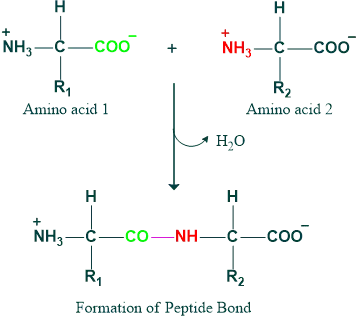 Structures Of Proteins 2 formation of peptide bond