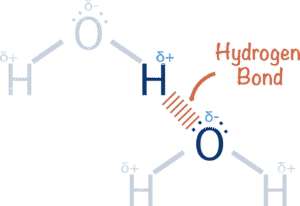 hydrogen bond formation of water