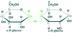 maltose
