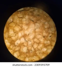 massecuite