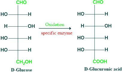 oxidation of glucose into uronic acid