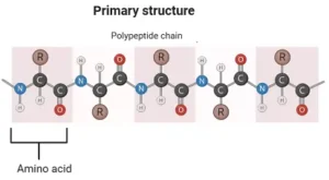 primary structure of protein