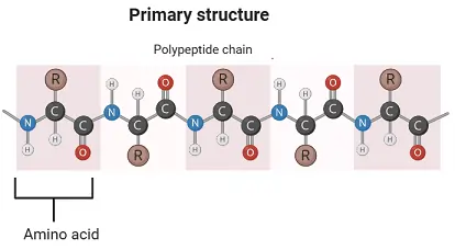 Structures Of Proteins 1 primary structure of protein