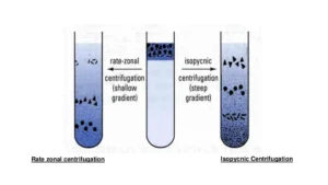 rate zonal centrifugation