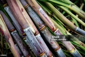 screening of sugarcane