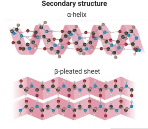 secondary structure of protein