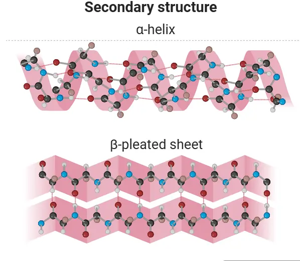 Structures Of Proteins 3 secondary structure of protein