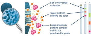 size exclusion chromatography