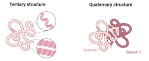 tertiary and quaternary structure of protein
