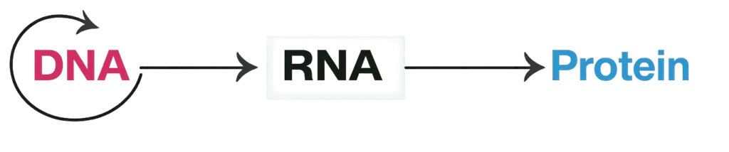 central dogma of molecualr biology