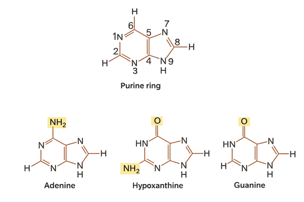 structure of purine ring and purine bases