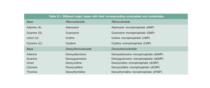 nucleoside and nucleotide