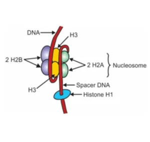 nucleosome