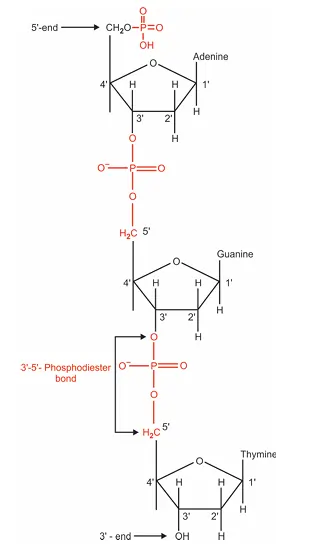 sructure of polynucleotide chain of dna