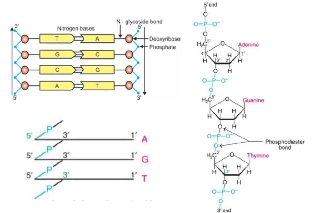 structure  of dna