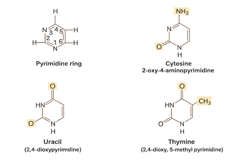 Structure of pyrimidine ring and pyrimidine bases
