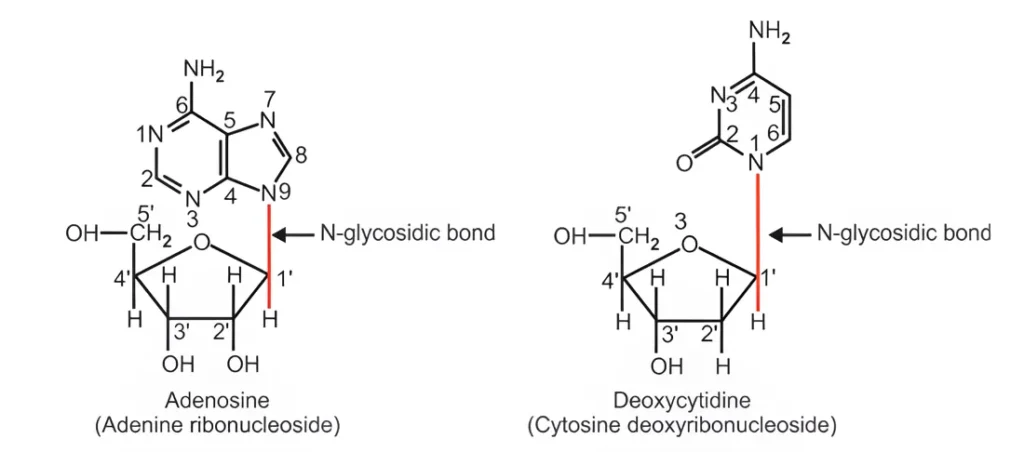 structures of nucleoside