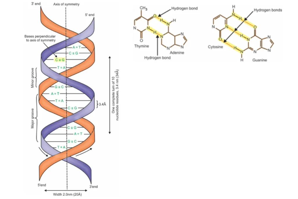 watson and crick model