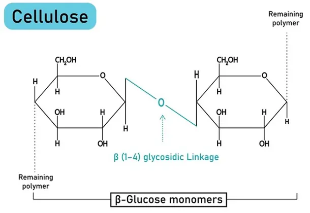 Polysaccharide Examples: Definition, Structure, Types, and Functions 6 cellulose structure