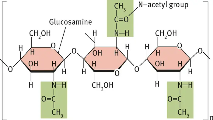 Polysaccharide Examples: Definition, Structure, Types, and Functions 7 chitin structure