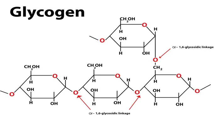 Polysaccharide Examples: Definition, Structure, Types, and Functions 5 glycogen structure