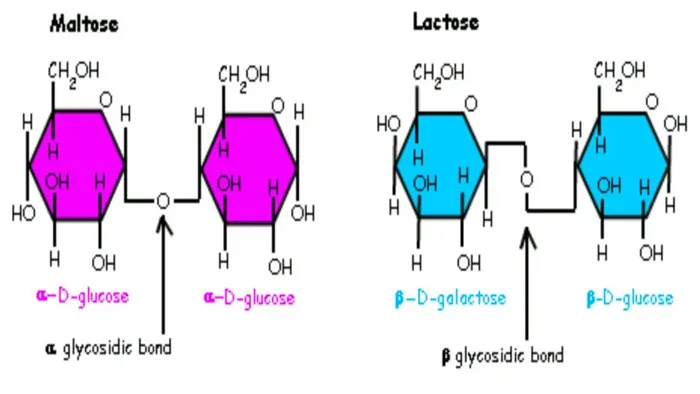 Polysaccharide Examples: Definition, Structure, Types, and Functions 11 glycosidic linkages (α and β Bonds)