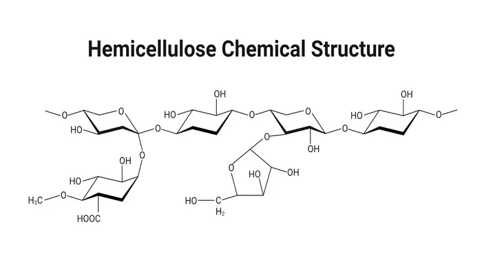 Polysaccharide Examples: Definition, Structure, Types, and Functions 9 hemicellulose structure