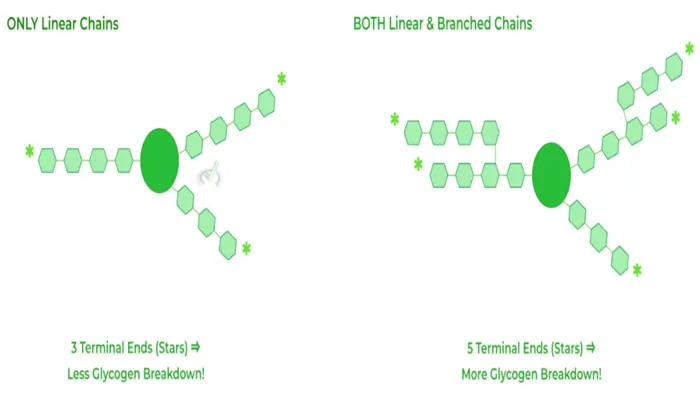 Polysaccharide Examples: Definition, Structure, Types, and Functions 10 linear vs branched polysaccharides chains