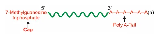 mRNA Structure
