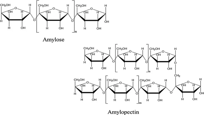 Polysaccharide Examples: Definition, Structure, Types, and Functions 4 starch structure