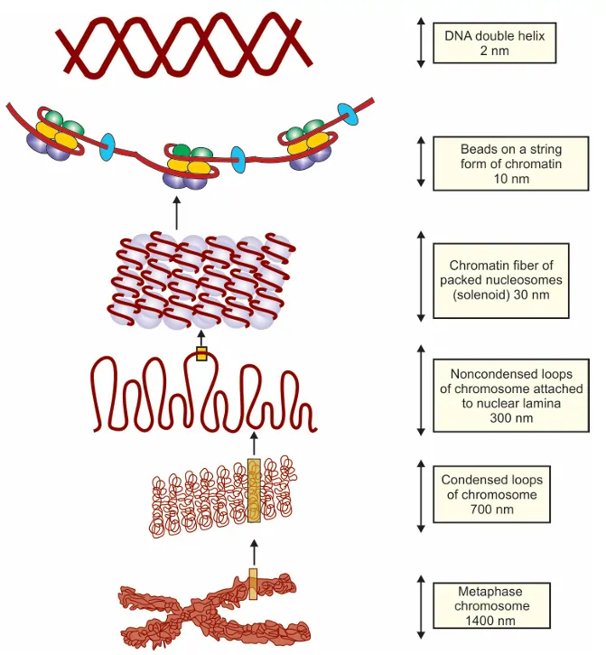 structure of tRNA